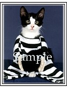 CATN02.jpg